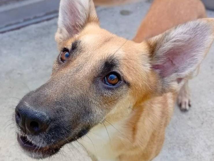 Adozione cane, maschio, Razza sconosciuta Razza sconosciuta, 1 anno e 5 mesi, taglia media, Bergamo