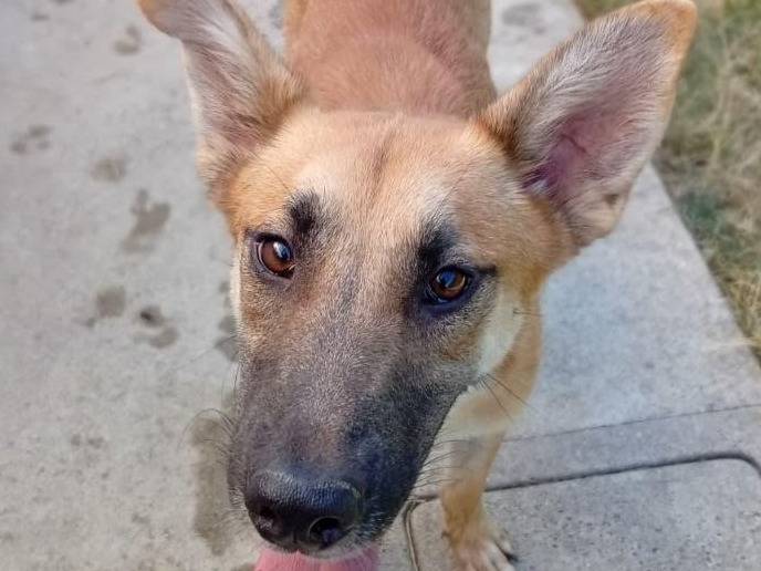 Adotta un cane, maschio, 1 anno e 5 mesi, Bergamo
