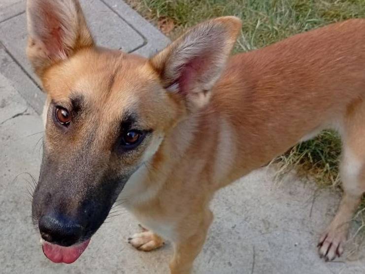 Adotta un cane, taglia media, maschio, Bergamo