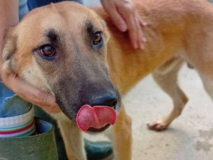 Vuoi adottare un cane a Bergamo?