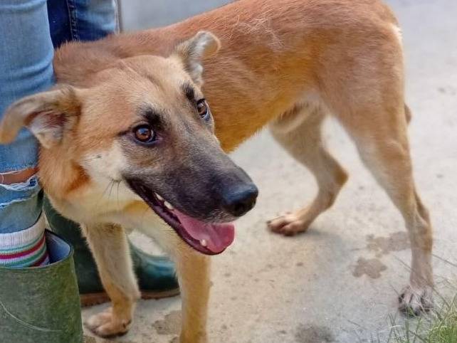 Adotta il cane Biondo a Bergamo