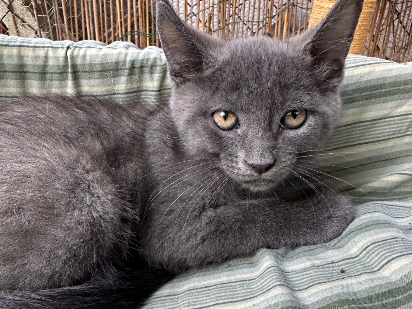 Adozione gatto, maschio, Certosino  Razza sconosciuta, 2 mesi, taglia non valida, Roma