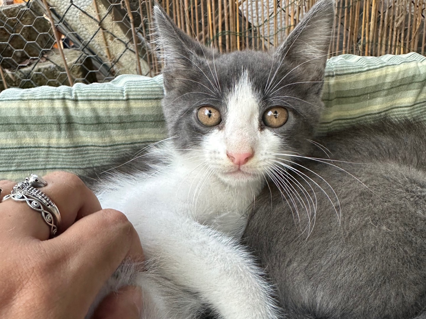 Adotta un gatto, maschio, 2 mesi, Roma