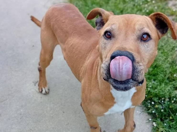 Vuoi adottare un cane a Bergamo?