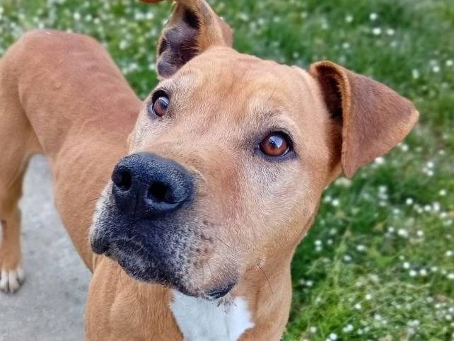 Adotta il cane King a Bergamo