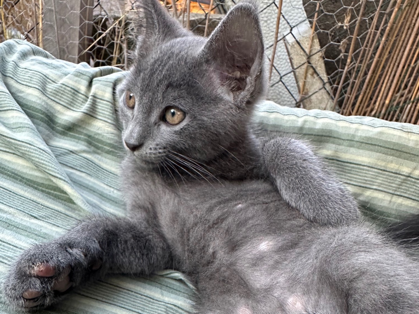 Adozione gatto, maschio, Certosino  Razza sconosciuta, 2 mesi, taglia non valida, Roma