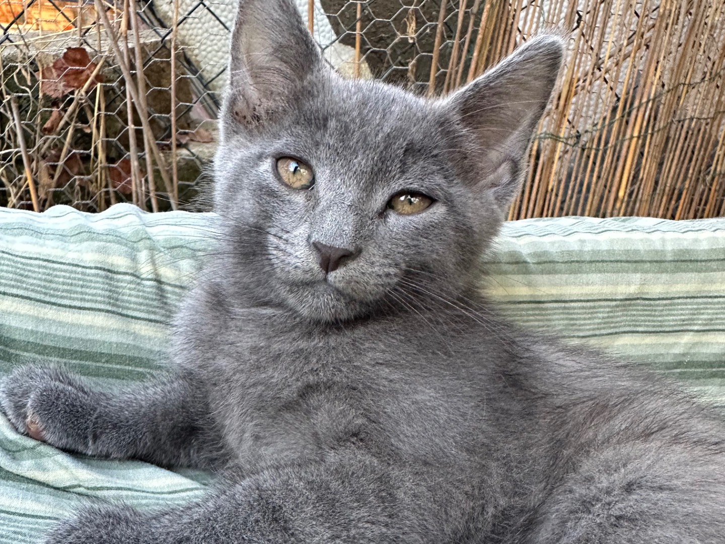 Adotta un gatto, maschio, 2 mesi, Roma
