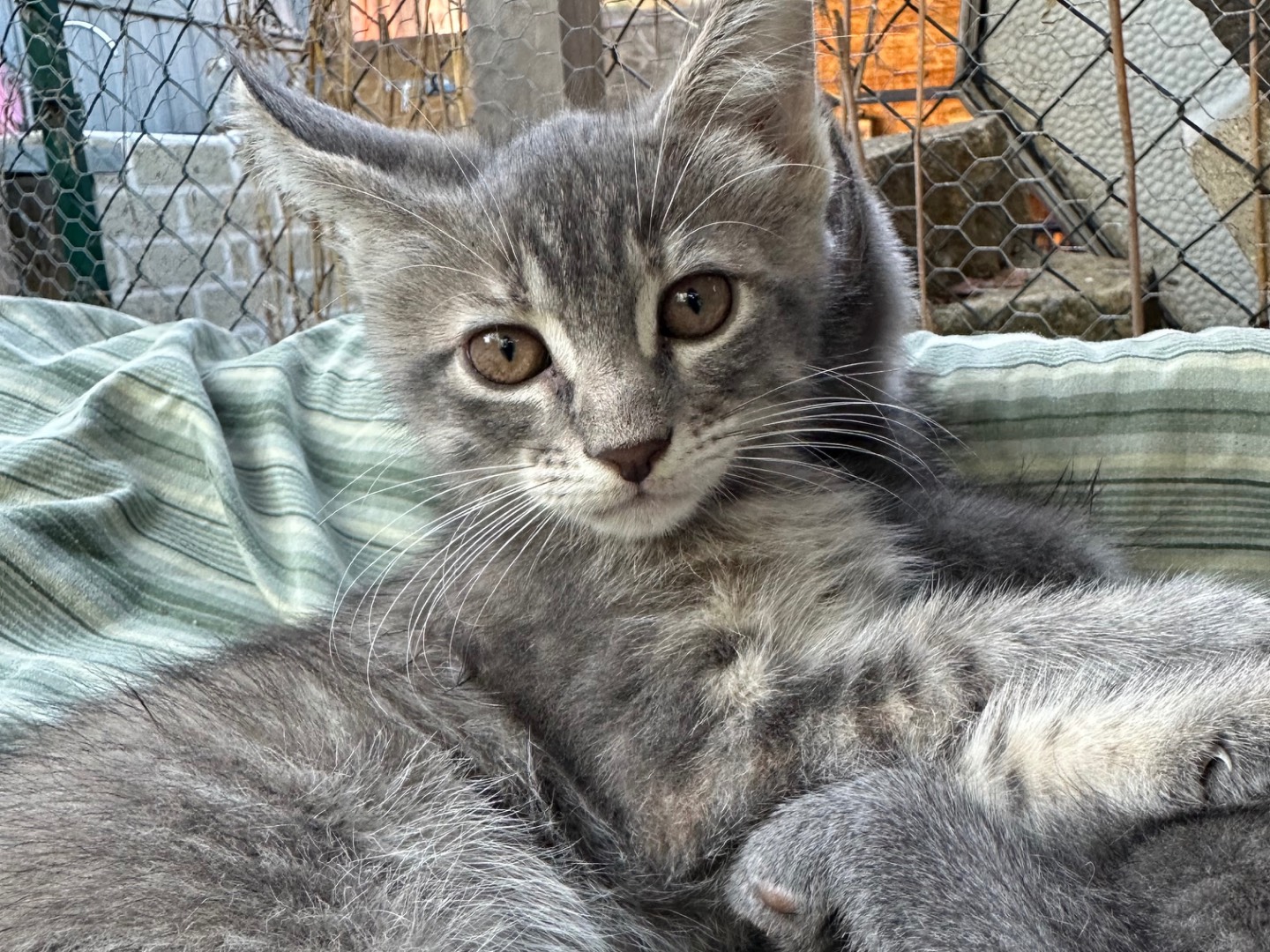 Adozione gatto, femmina, Razza sconosciuta Razza sconosciuta, 2 mesi, taglia non valida, Roma
