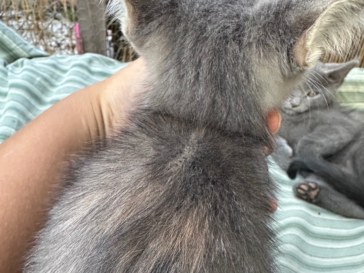 Adotta un gatto, femmina, 2 mesi, Roma