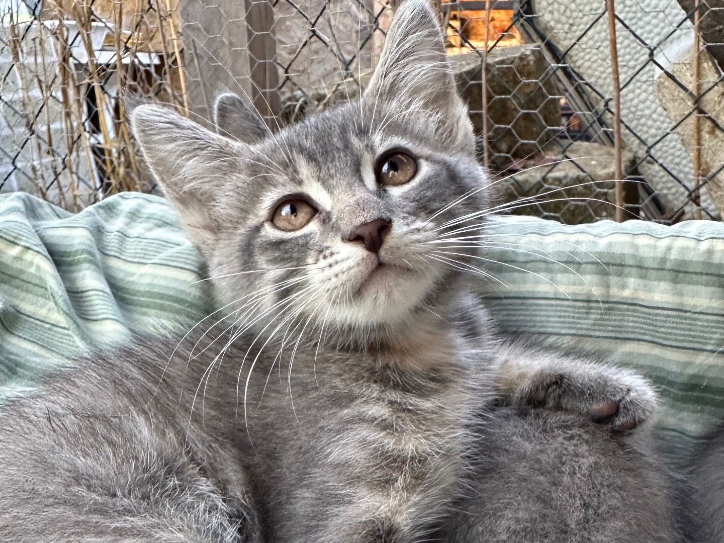 Adotta un gatto, taglia non valida, femmina, Roma