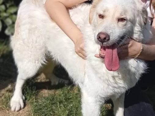 Adotta un cane, taglia grande, maschio, Bergamo