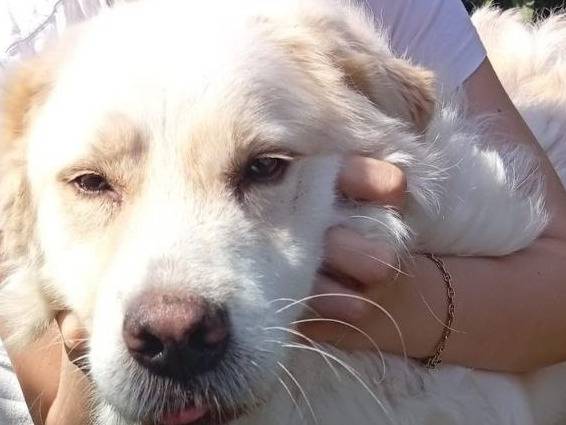Vuoi adottare un cane a Bergamo?
