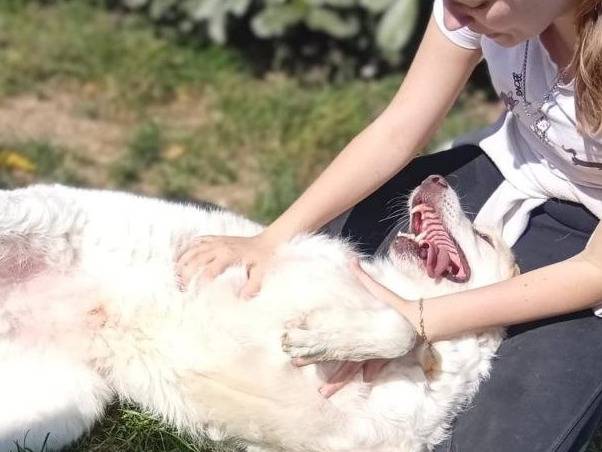 Adotta il cane Sasa a Bergamo