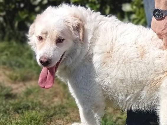 Adotta un cane, maschio, 4 anni e 8 mesi, Bergamo