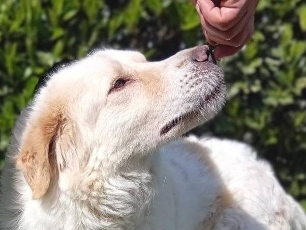 Adozione cane, maschio, Razza sconosciuta Razza sconosciuta, 4 anni e 8 mesi, taglia grande, Bergamo