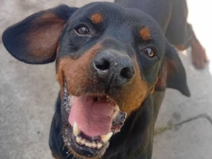 Adozione cane, maschio, Segugio Razza sconosciuta, 7 anni, taglia media contenuta, Bergamo