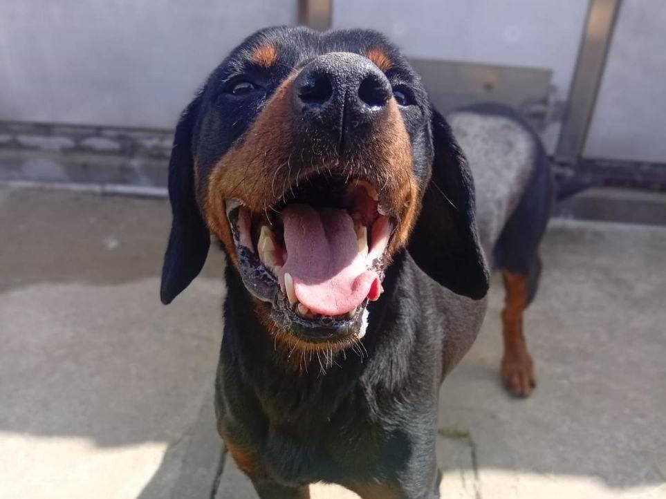 Adotta un cane, maschio, 7 anni, Bergamo