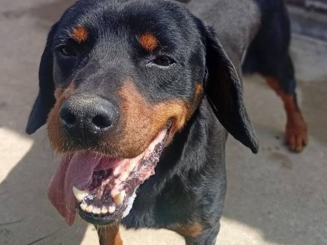 Adotta un cane, taglia media contenuta, maschio, Bergamo