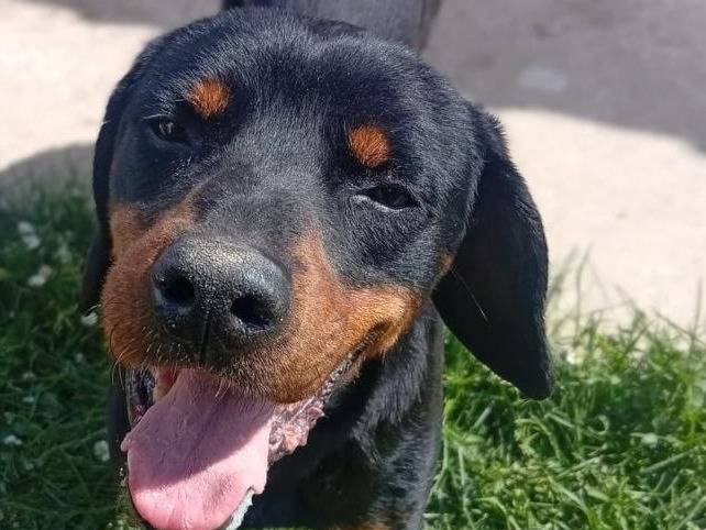 Vuoi adottare un cane a Bergamo?