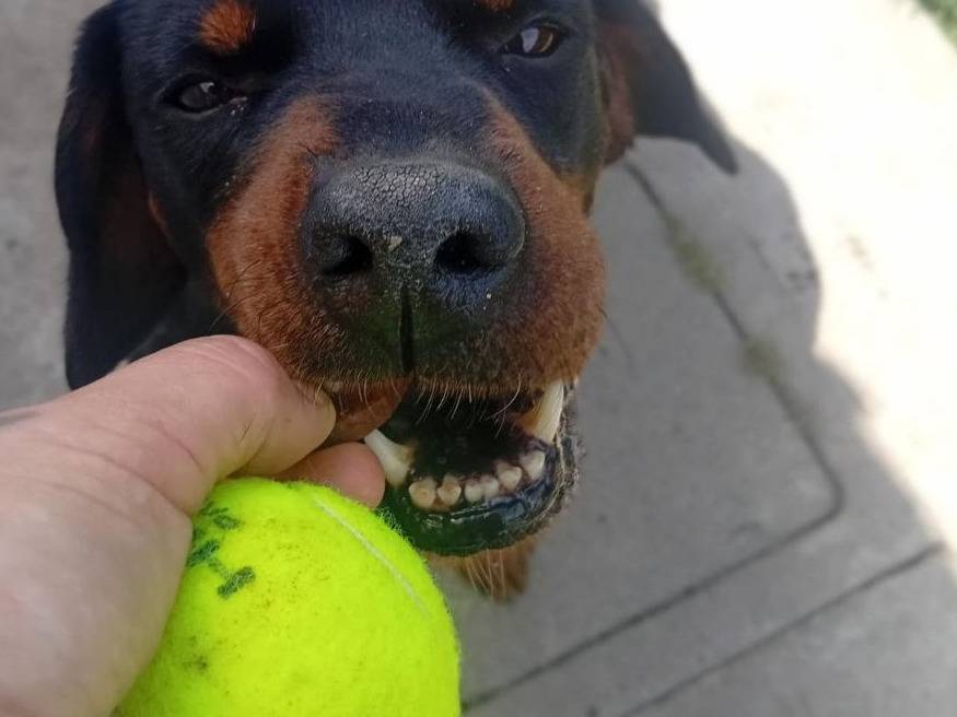 Adotta il cane Asso a Bergamo