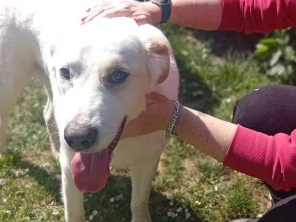Adotta il cane Raul a Bergamo