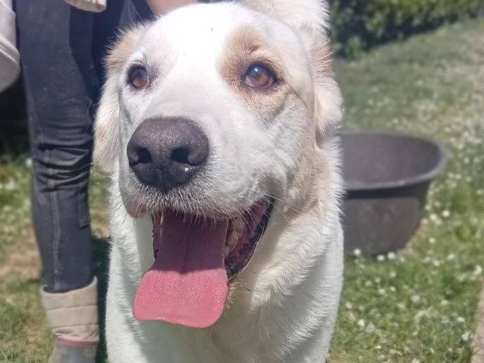 Adozione cane, maschio, Razza sconosciuta Razza sconosciuta, 4 anni, taglia grande, Bergamo