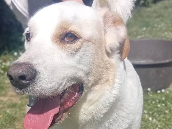 Vuoi adottare un cane a Bergamo?