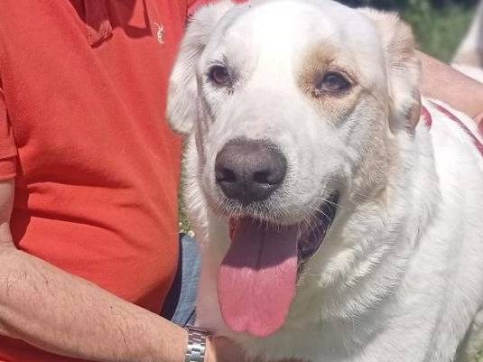 Adotta un cane, taglia grande, maschio, Bergamo