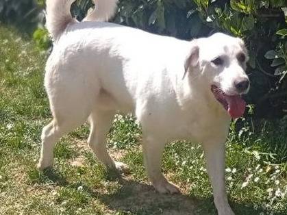 Adotta un cane, maschio, 4 anni, Bergamo