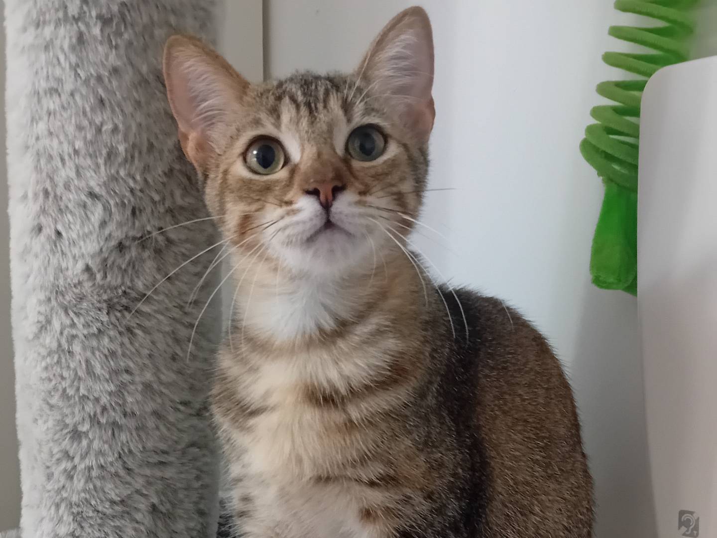 Adozione gatto, femmina, Razza sconosciuta Razza sconosciuta, 4 mesi, taglia non valida, Latina