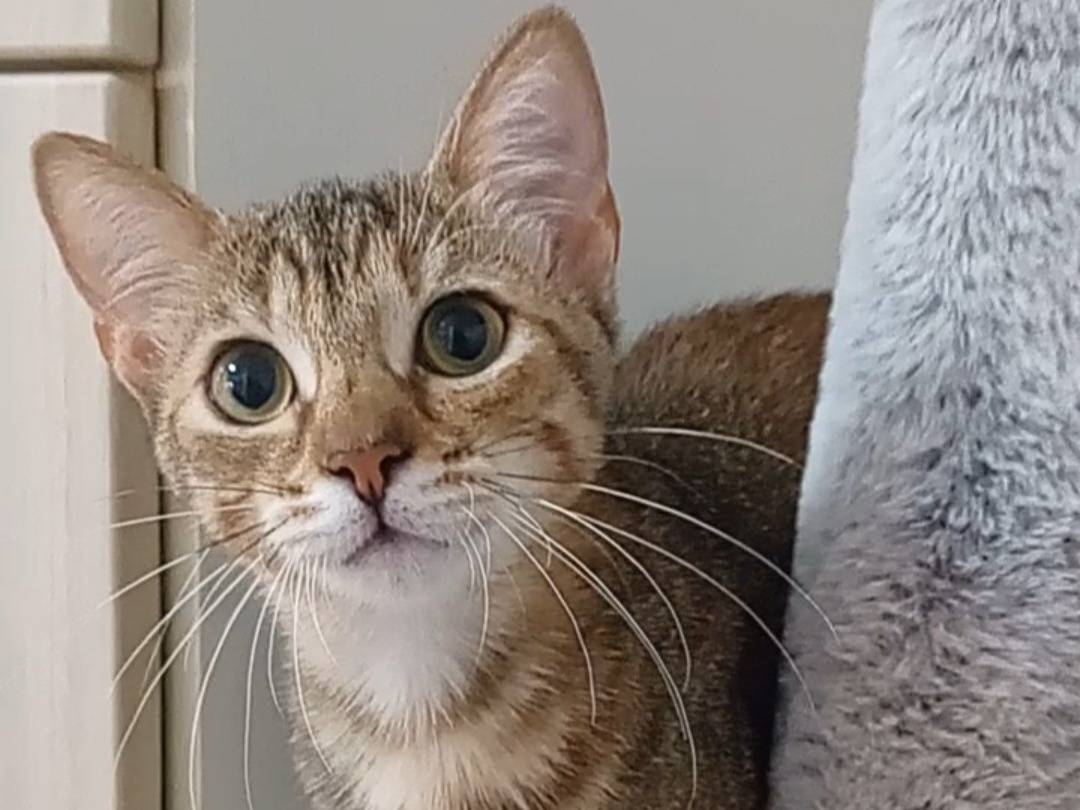 Adotta un gatto, femmina, 4 mesi, Latina
