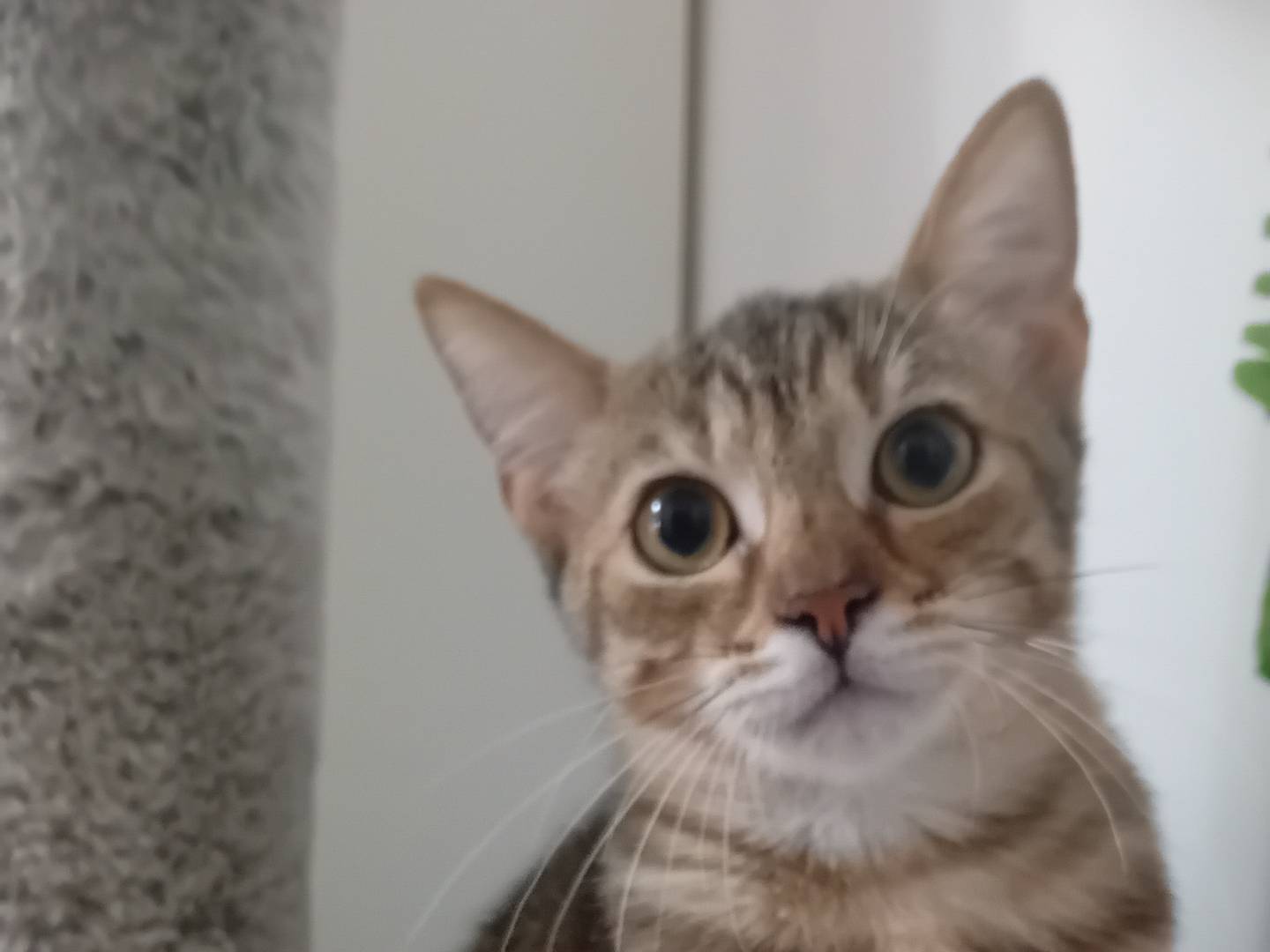 Adotta un gatto, taglia non valida, femmina, Latina