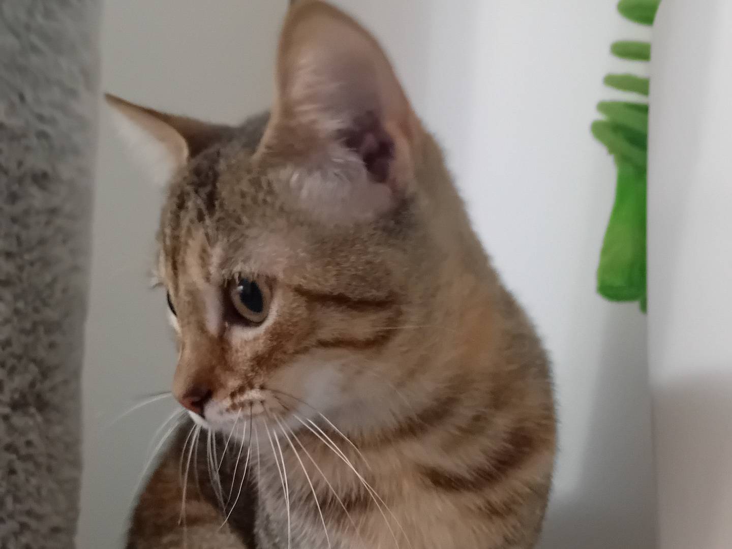 Vuoi adottare un gatto a Latina?