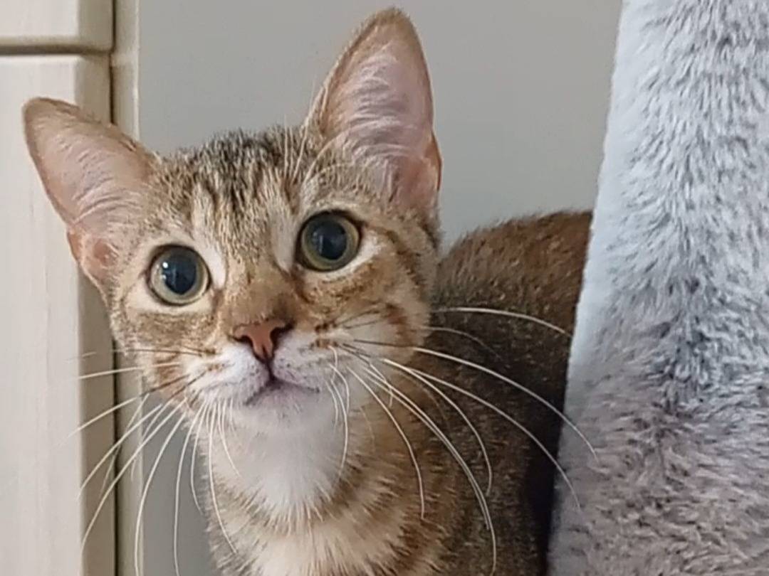 Adozione gatto, femmina, Razza sconosciuta Razza sconosciuta, 4 mesi, taglia non valida, Latina