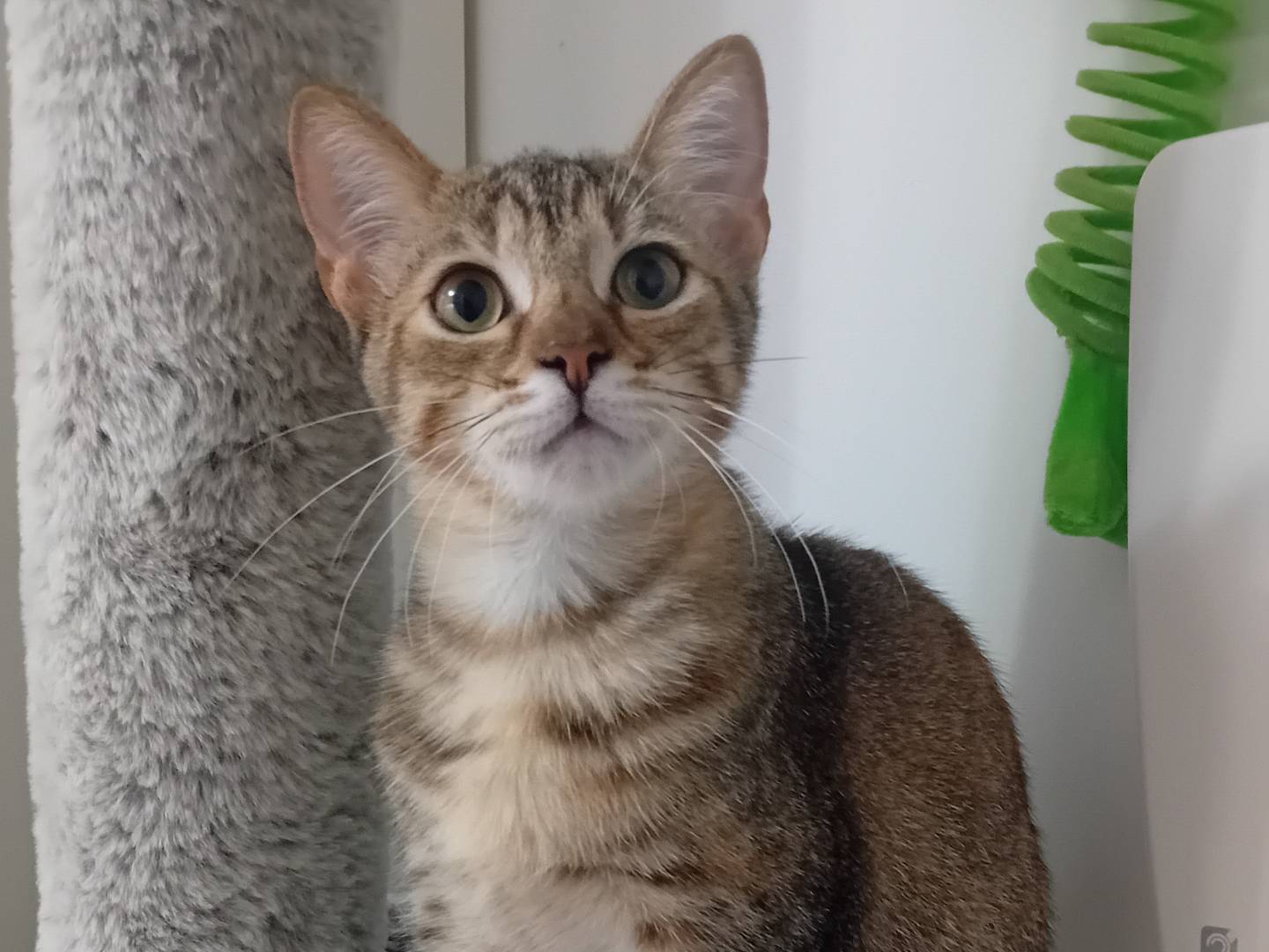 Adotta un gatto, femmina, 4 mesi, Latina