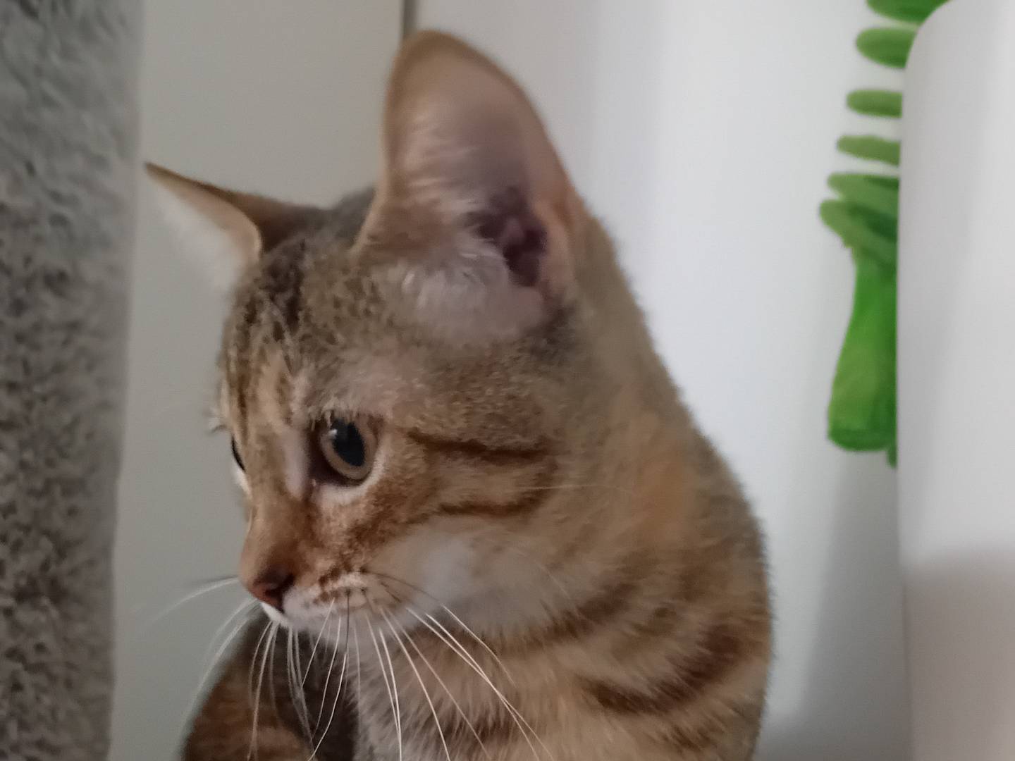 Adotta un gatto, taglia non valida, femmina, Latina