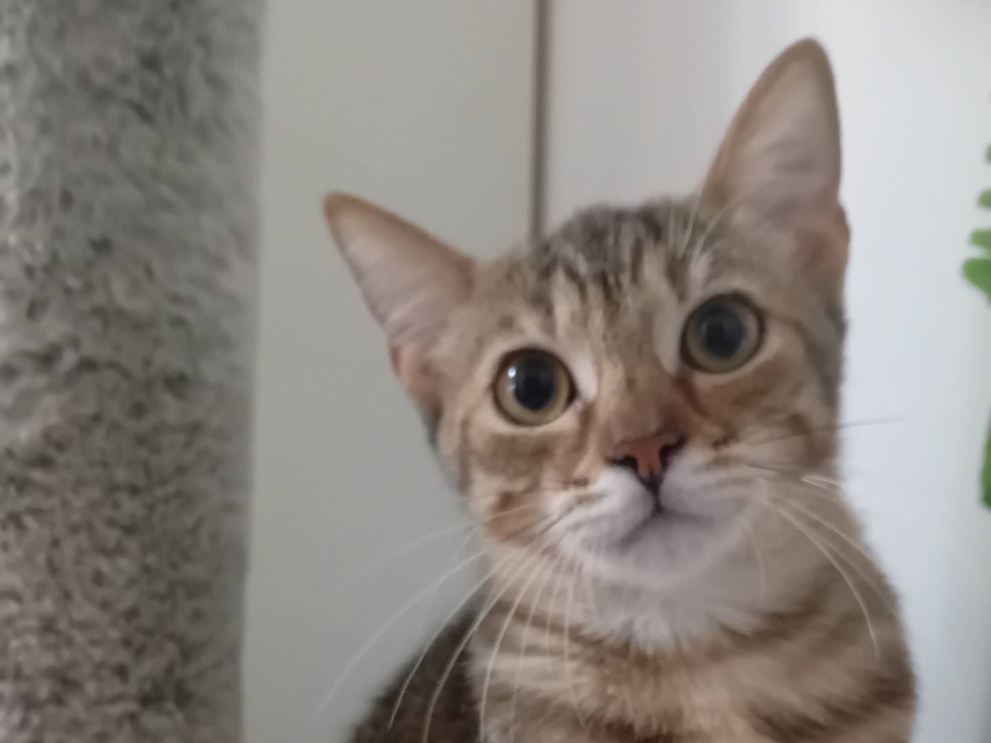 Vuoi adottare un gatto a Latina?