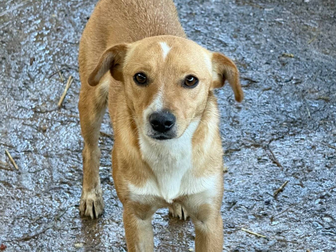 Vuoi adottare un cane a Firenze?