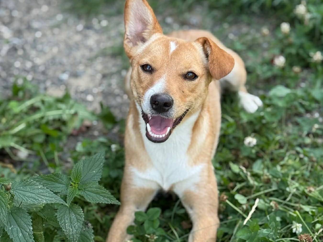 Adotta il cane NOVA a Firenze