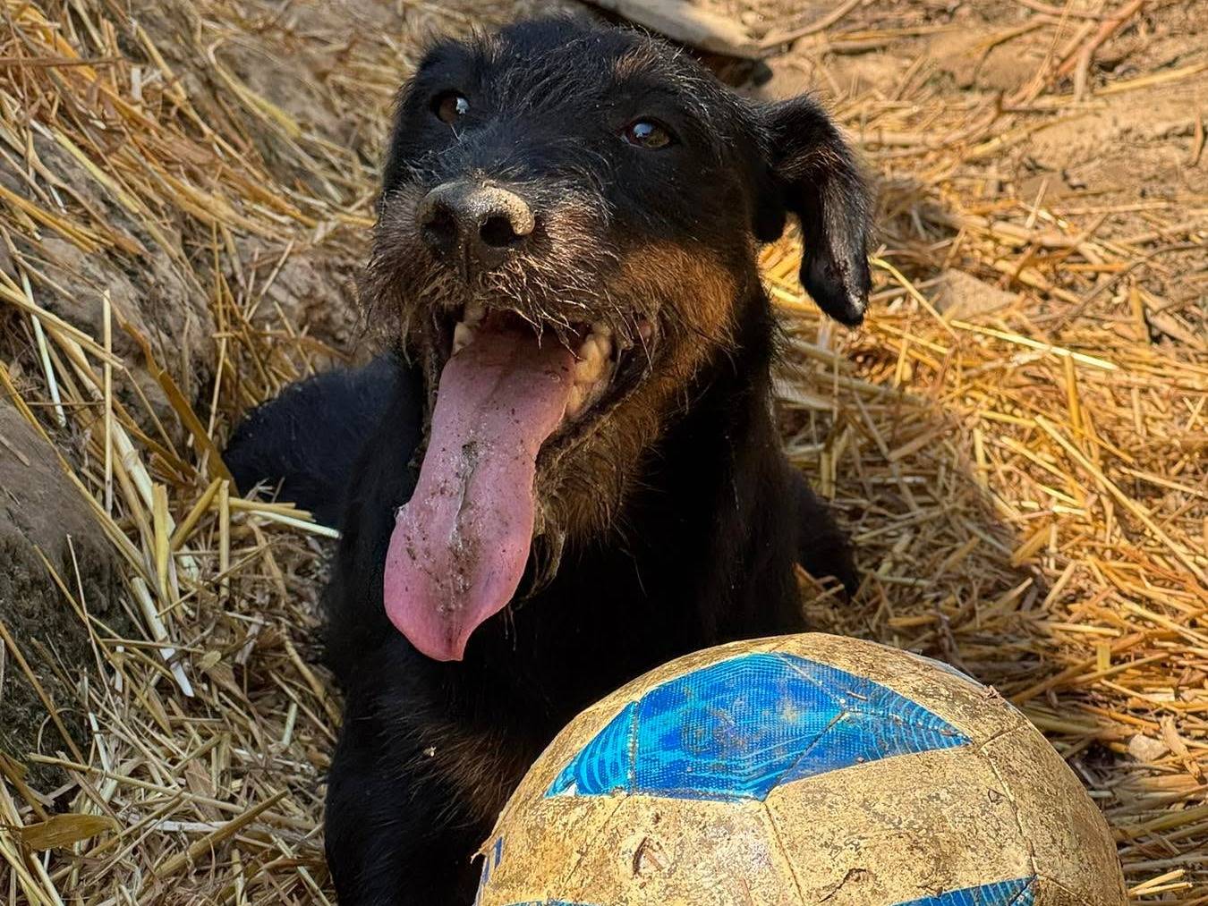 Adotta il cane ELVIS a Firenze