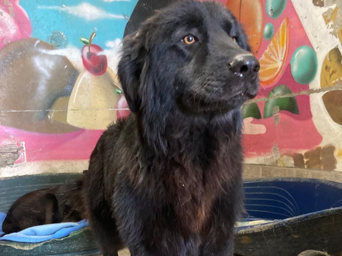 Adozione cane, maschio, Razza sconosciuta Razza sconosciuta, 1 anno e 9 mesi, taglia media, Lecco