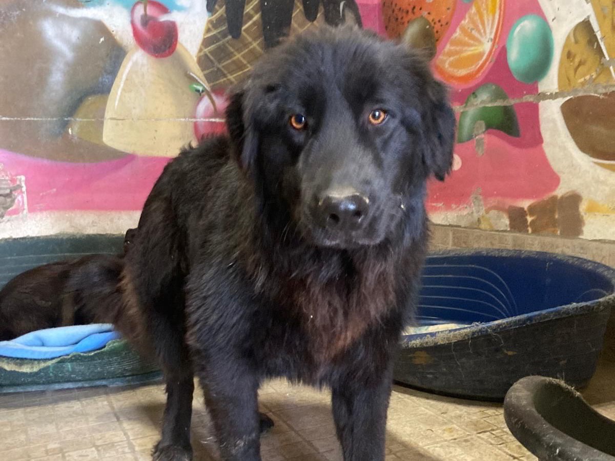 Adotta un cane, maschio, 1 anno e 9 mesi, Lecco