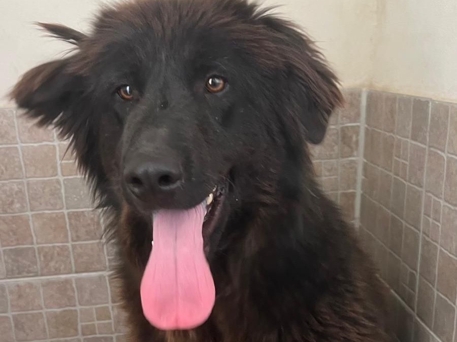 Adotta un cane, taglia media, maschio, Lecco