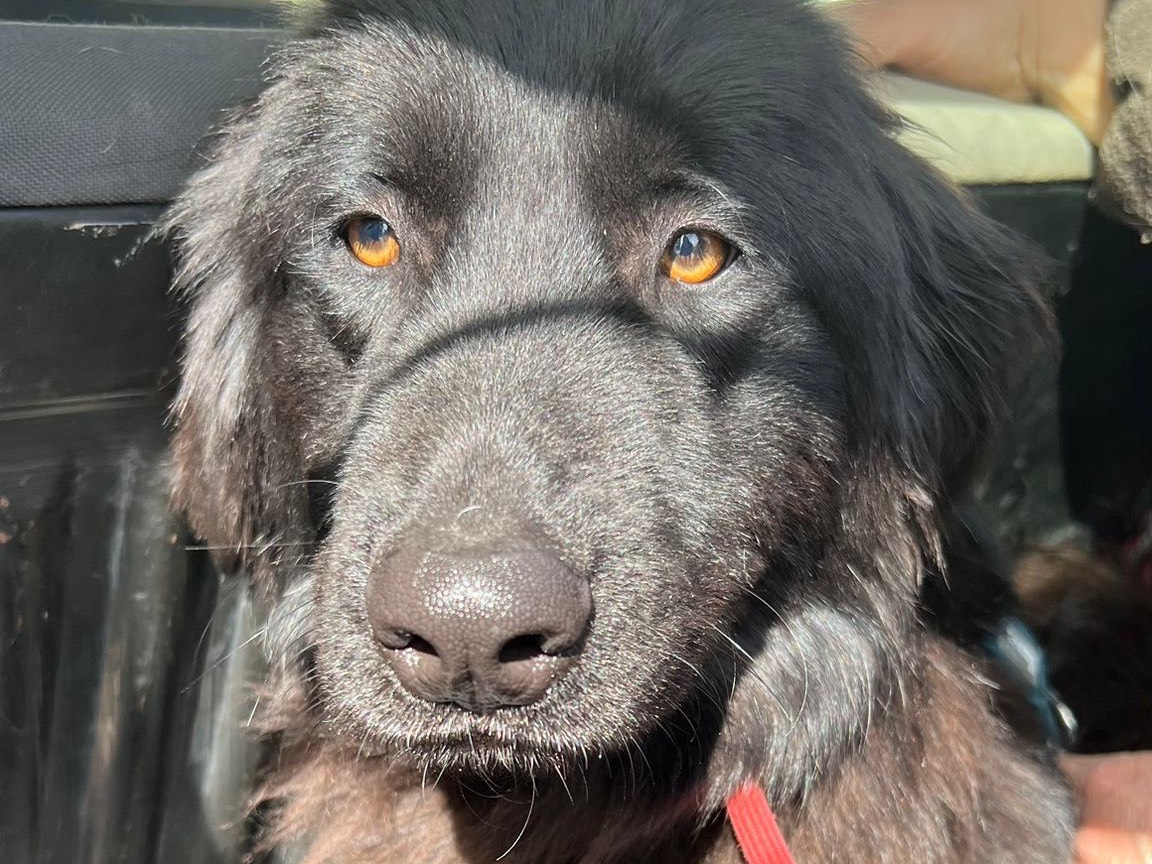 Vuoi adottare un cane a Lecco?