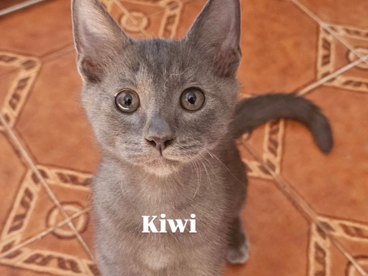 Adozione gatto, maschio, Razza sconosciuta Razza sconosciuta, 3 mesi, taglia non valida, Laquila