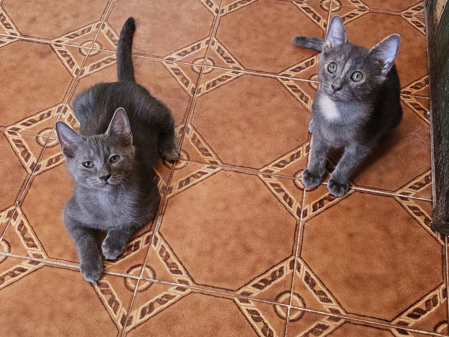 Adotta un gatto, maschio, 3 mesi, Laquila