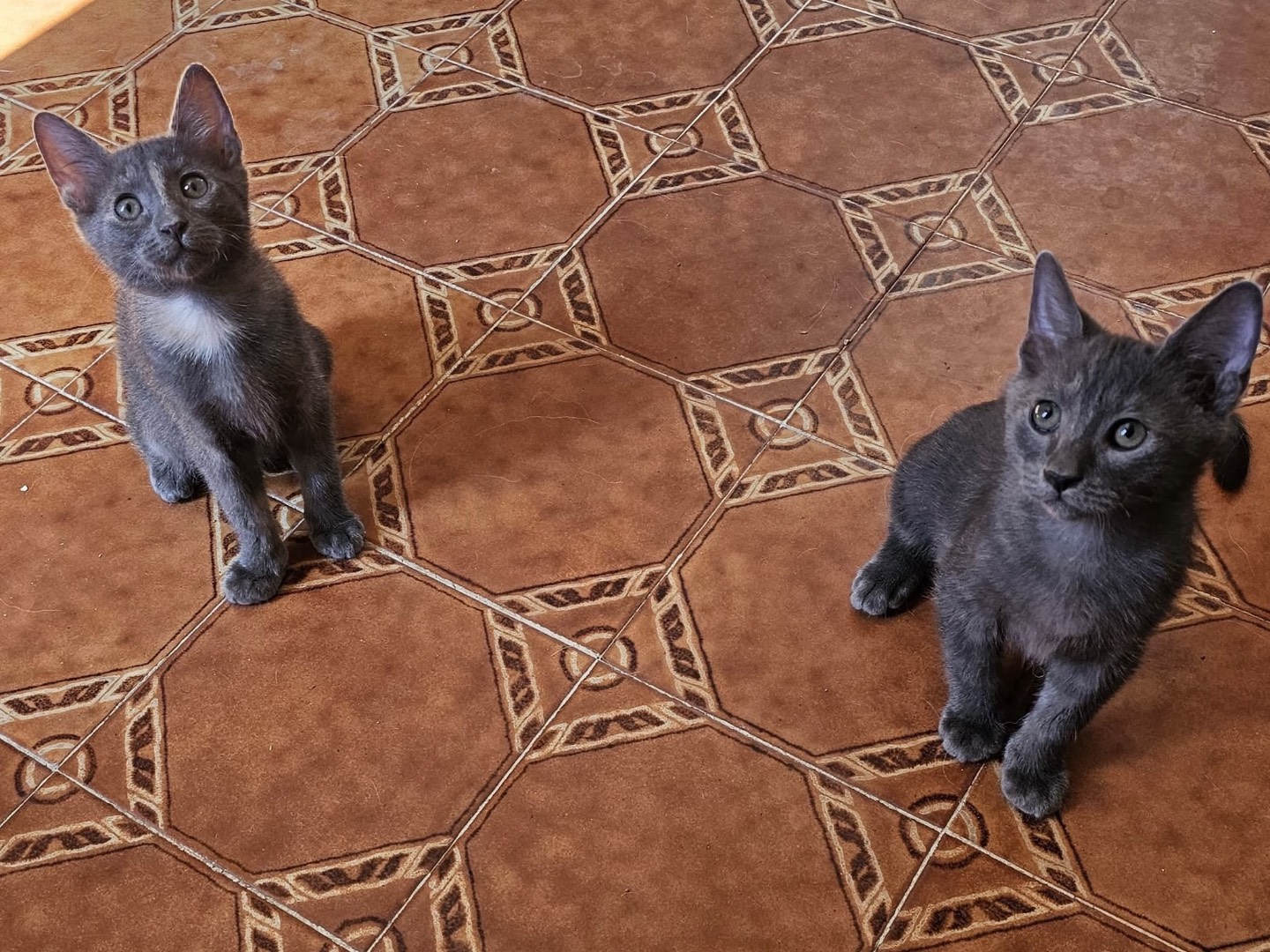 Adotta un gatto, femmina, 3 mesi, Laquila