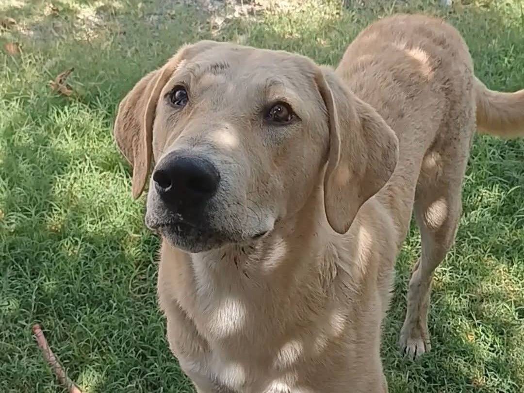 Adozione cane, maschio, Razza sconosciuta Razza sconosciuta, 8 mesi, taglia grande, Cosenza