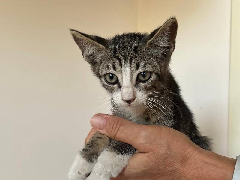 Adotta un gatto, taglia non valida, femmina, Catanzaro