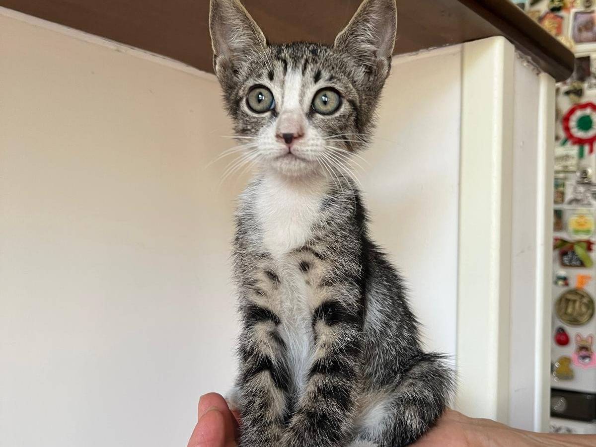 Adozione gatto, femmina, Razza sconosciuta Razza sconosciuta, 2 mesi, taglia non valida, Catanzaro